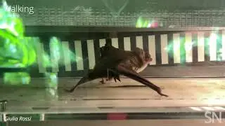 See a vampire bat treadmill workout | Science News