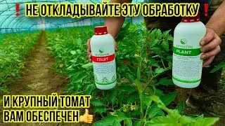 Нужен Крупный Помидор?🍅 Делаем это СЕЙЧАС!!!