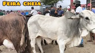 FEIRA DO GADO DE CAMPINA GRANDE PARAÍBA 06/11/2024