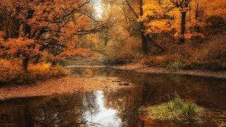 Мелодия Осени . Orchestra 