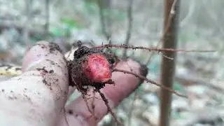 Bloodroot Wild Edible and Medicinal Plants