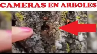 ¡LOCURA EN AUSTRALIA! ¿CÁMARAS EN LOS ÁRBOLES O SON ARBORPLUGS?