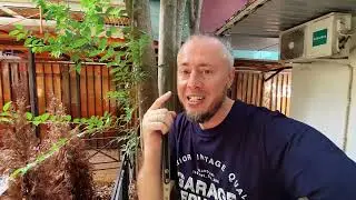 Дары природы. Мысли о котятах. Шансон в Адлере просто шикарен! #806