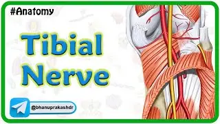 Tibial Nerve Anatomy Animation : Origin, course, Branches, Tarsal tunnel syndrome | USMLE Step 1