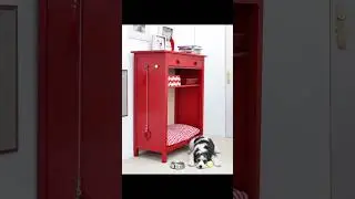 собаки и шкаф