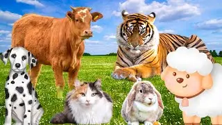 Habitat of animals: cows, dogs, cats, rabbits, tigers,...
