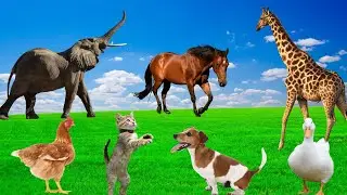 Joyful Animal Sounds - Dogs, Elephants, Horses, Cats, Ducks, Chickens - Animal Moments