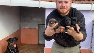 Rottweiler puppies moved to new home