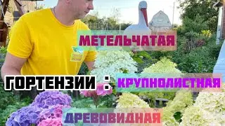 Гортензия для новичка.