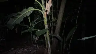 Menguak misteri baru kebon sebrang yg sedang viral di bicarakan warga