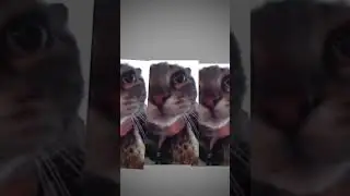 funny video #meow#cat#cats#relaxing
