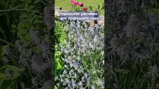 Идеальное растение для природного сада. #garden#дача#природа#дизайн