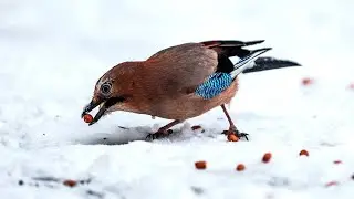 The cat is hunting for jays
