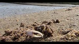 Mating Ritual of the Fiddler Crab