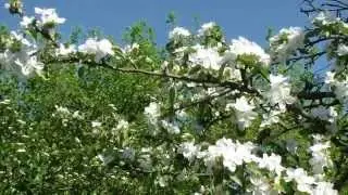 Цветущие яблони
