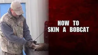 How to skin a Bobcat