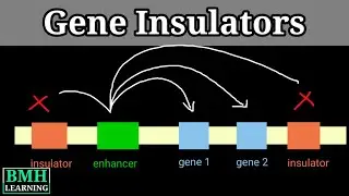 Gene Insulators | Enhancer Blocking Insulators | Transcription Regulation By Enhancers |
