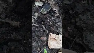 Спрятался зиму переждать ☺ #shorts #animals #snake