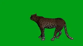 Leopard idle green screen video | Copyright Free