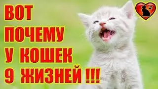 Почему у Кошек 9 Жизней!? Откуда взялось поверье?