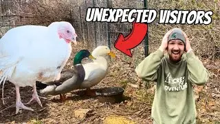 Unexpected Story Of How We Got A Turkey and Ducks (not planned)