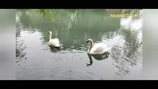Лебеди любят травку