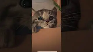 Animated Little Kitten  Cartoon video for kids