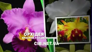 Сельский Вестник Украина - орхидея красавица тайджун