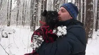 Kerry Blue Terrier: White winter (2.5 years) / Керри блю терьер: Белая зима (2,5 года)