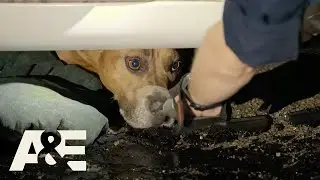 Nightwatch: Dog Trapped In Overturned Car Accident (Season 5) | A&E