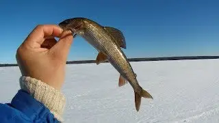 Хариус на мормышку в Кварцитном-глухозимье))))31.03.2018г-Grayling on mormyshku in Quartzite-deaf