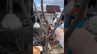 🌳КАК ОБРЕЗАТЬ ГРУШИ ВЕСНОЙ🍐 #обрезка #сад #груша