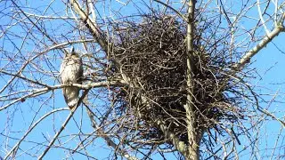 The life of birds in early spring / Bird Documentary