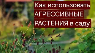 Как использовать АГРЕССИВНЫЕ РАСТЕНИЯ в саду. Что посадить под взрослыми деревьями.