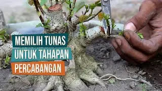 Tips Memilih Tunas Untuk Membuat Cabang dan Anak Cabang Bersama Mas Asep Maulana