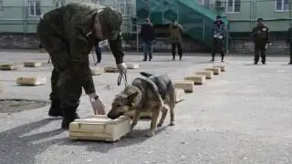 Прохождение испытания на поиск наркотиков в багаже