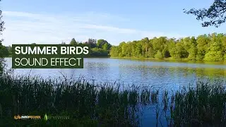 Free Sound Effects - Summer Bird Sounds - Nature Sounds