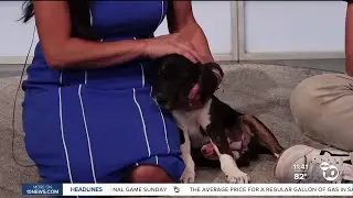 10News Pet of the Week: Olive