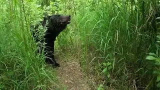 Медведица вся во внимании.