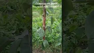 Груша Силк Кинг саженцы МЕДВИНО_ссылка в комментариях и сообщениях #shots #саженцы #питомник