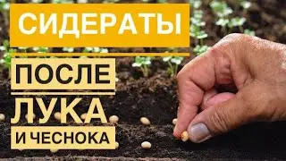 Обязательно посейте сидераты после лука и чеснока