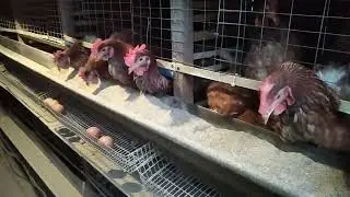 Повышаем яйценоскость зимой