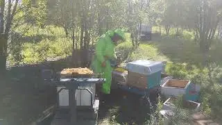 21.08.2023 г. Снимаю корпуса и надставки с мёдом.