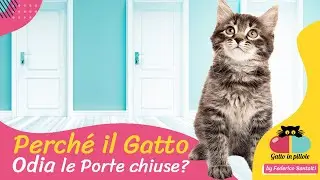 Perché il Gatto ODIA le PORTE CHIUSE?🐱