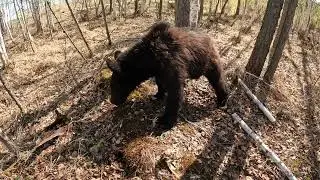 Дуся нашла сахарные косточки.