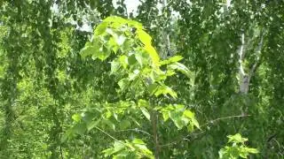 Стихи и дождь