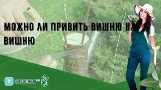 Можно ли привить вишню на вишню