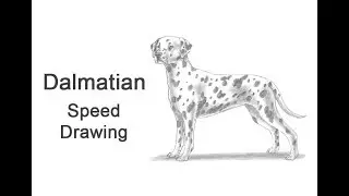 Dalmatian Dog Time-lapse / Speed Drawing