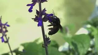 A carpenter bee collecting nectar in the garden