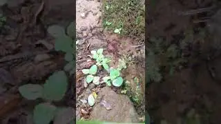 Koloni semut imigrasi